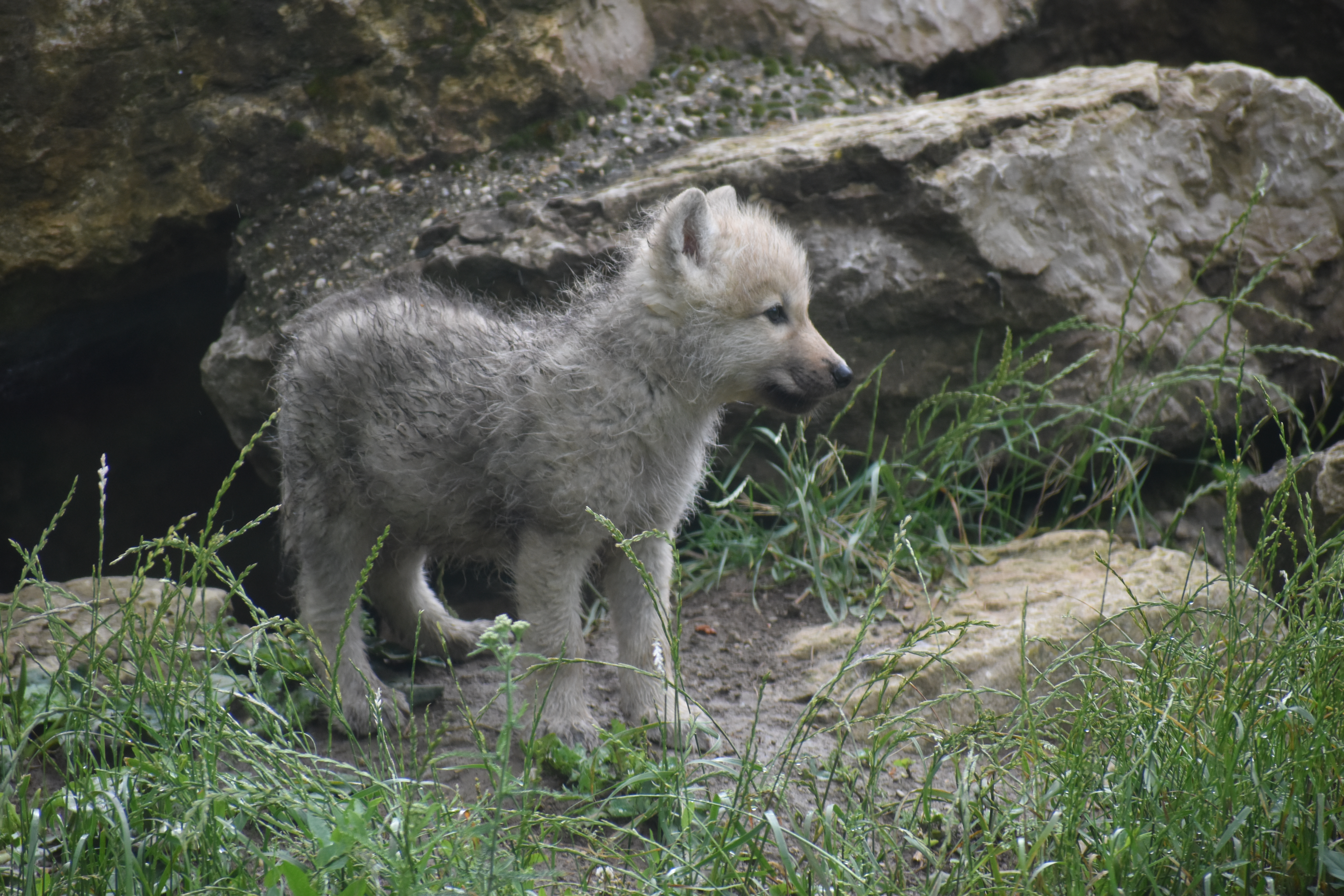 DSC_0102.JPG (14.74 MB)