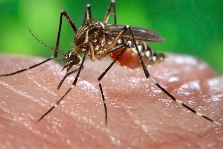 Des cas de dengue et de chikungunya en Isère et dans les Savoies : le moustique tigre sévit